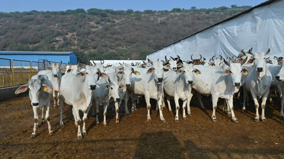 राम मंदिर के बाद अब गौशाला घोटाला? राजस्थान की रिपोर्ट पर क्यों छिड़ी सियासी बहस